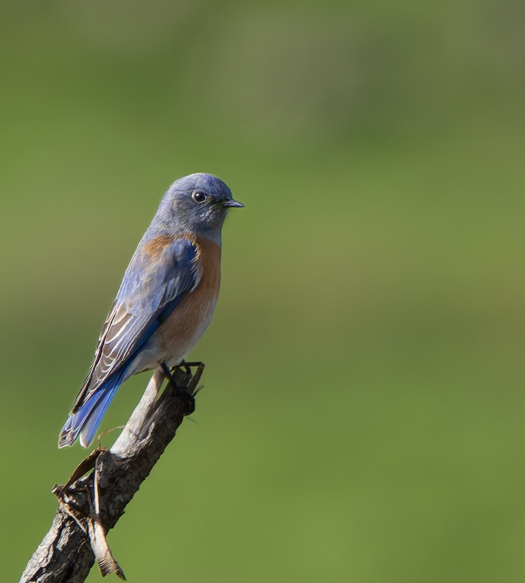 salašník západní - ML644332749