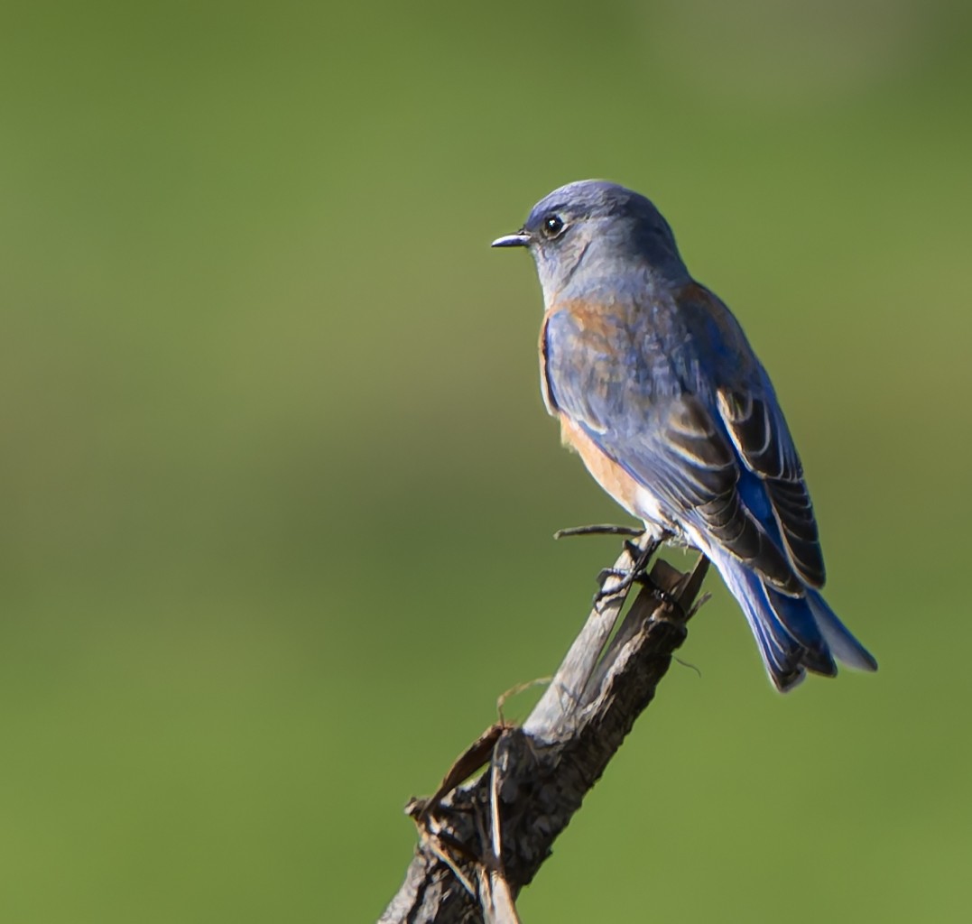 salašník západní - ML644332750