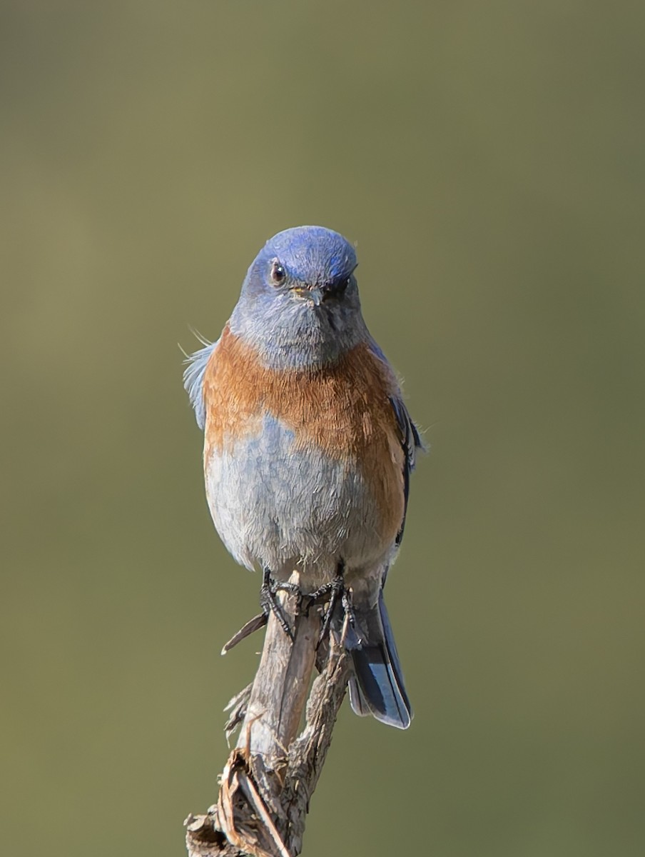 salašník západní - ML644332751