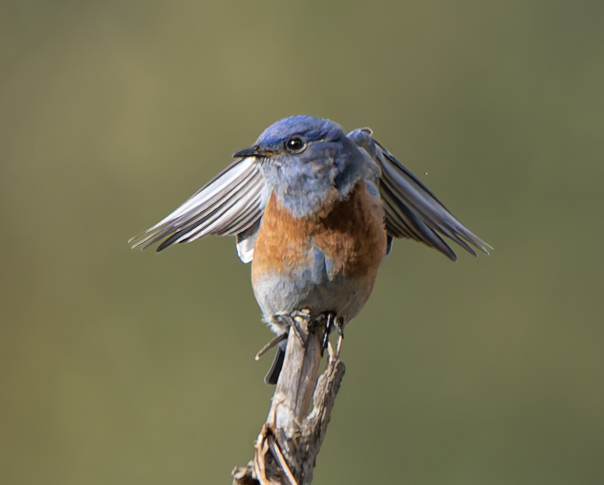 salašník západní - ML644332752