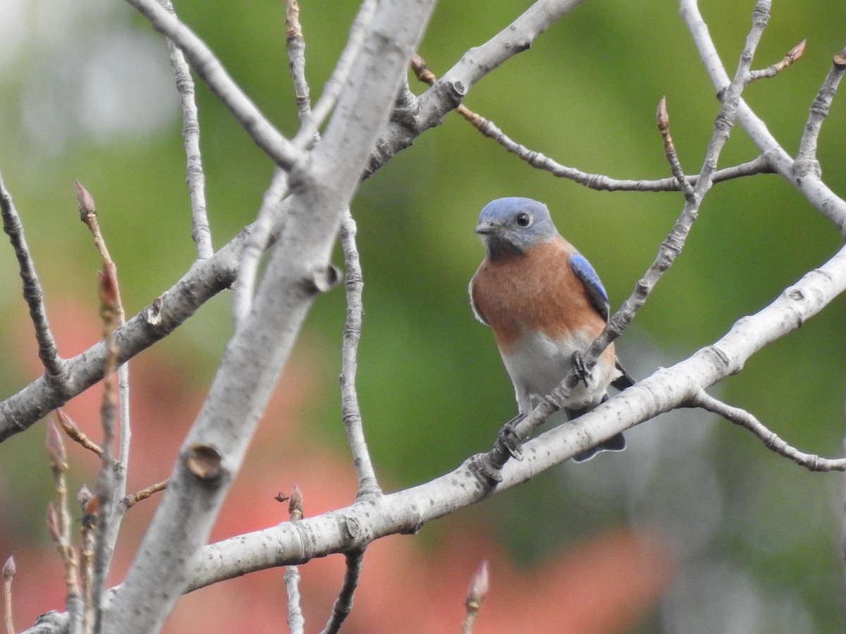 salašník modrý - ML644332756