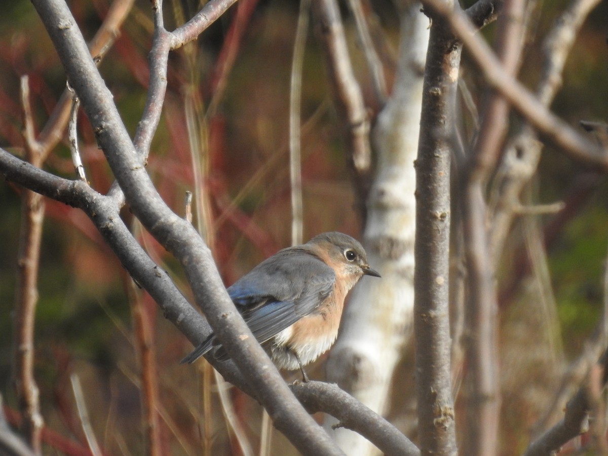 salašník modrý - ML644332757