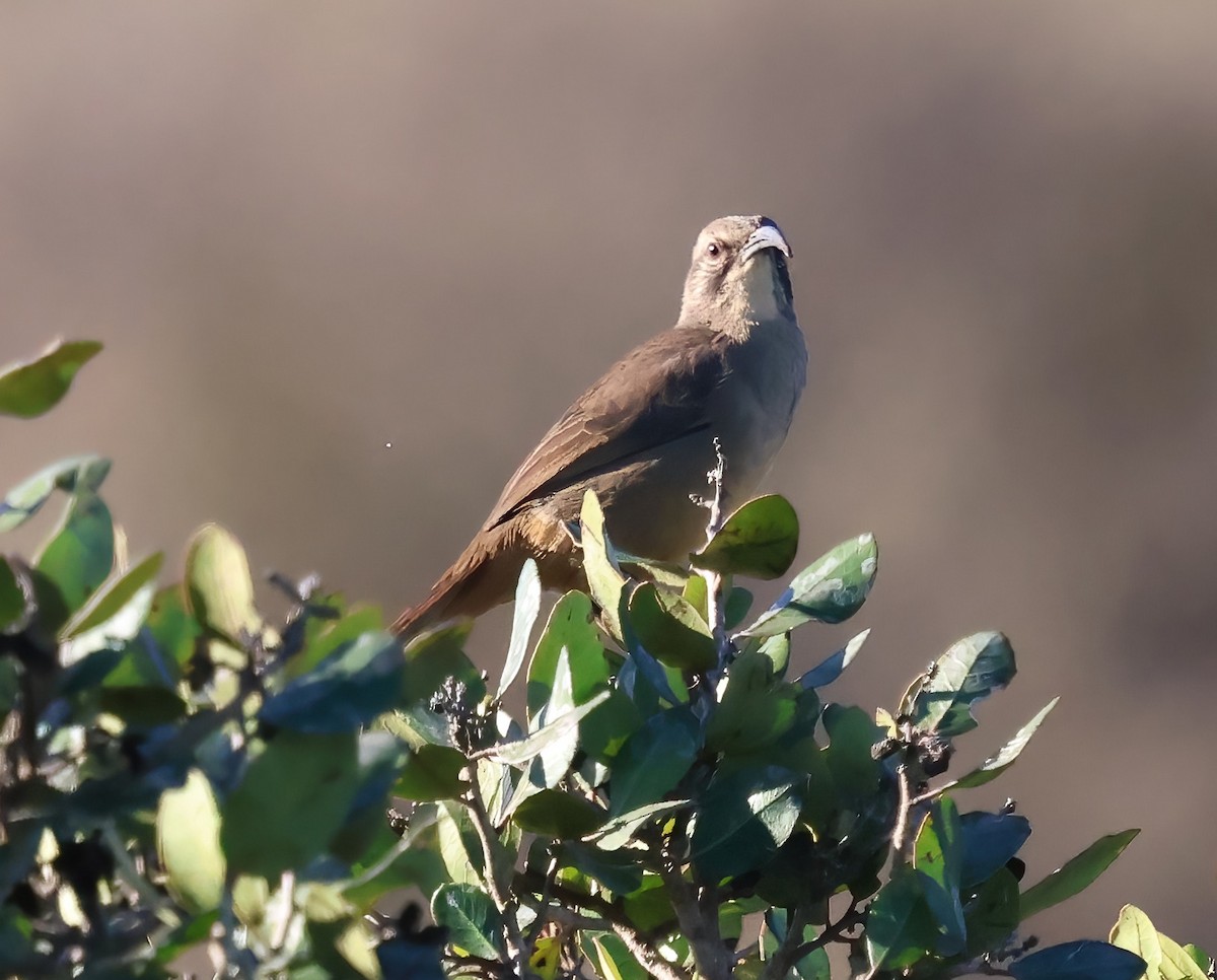 California Thrasher - ML644332764