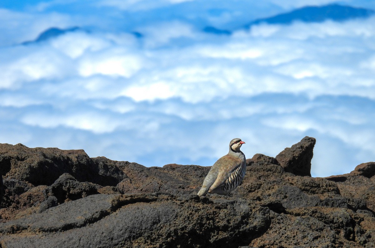 Кеклик - ML644332765