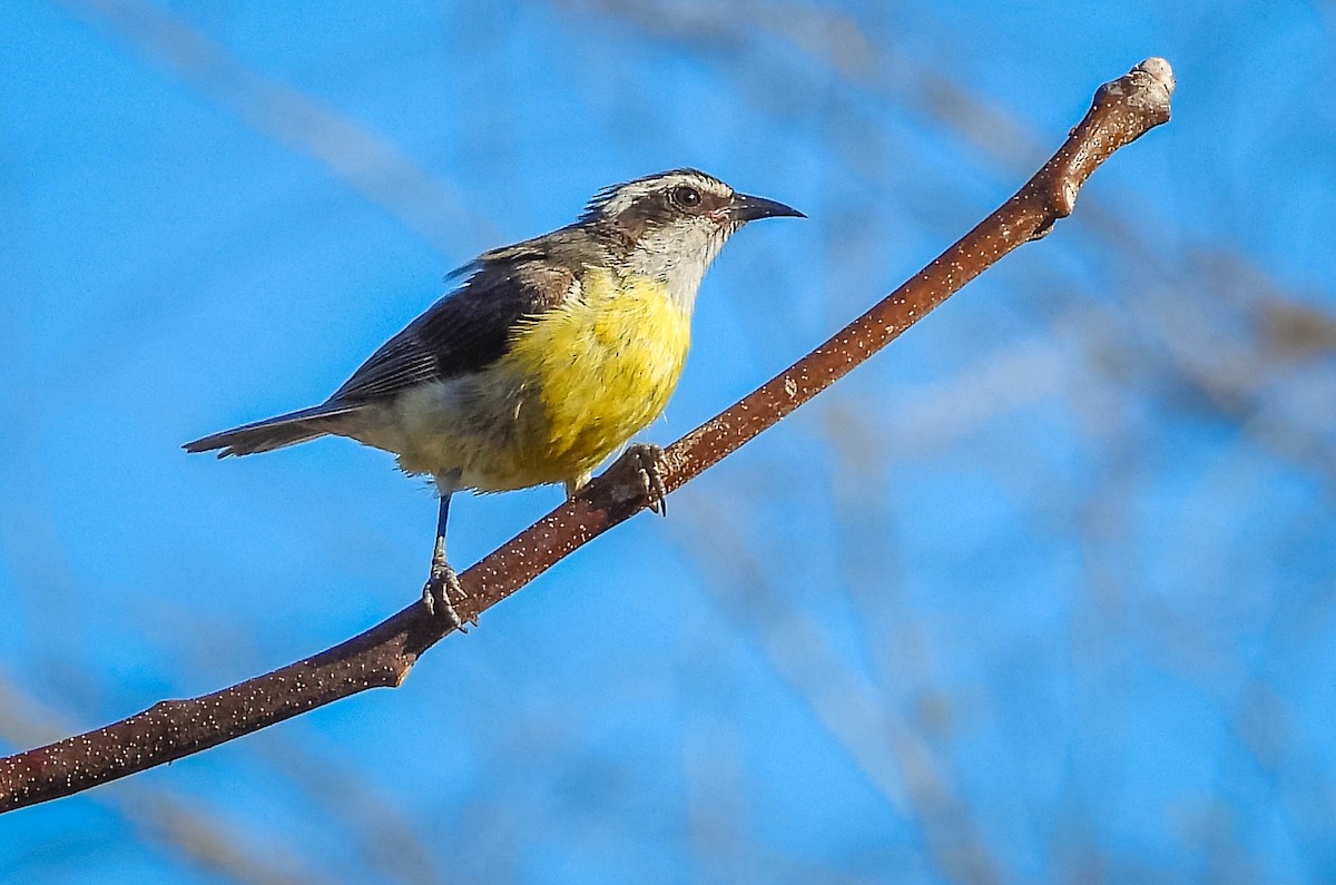 Sucrier à ventre jaune - ML644332769
