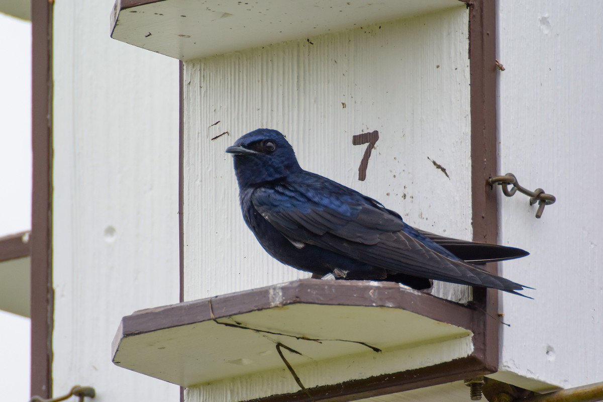 Purple Martin - ML644332770
