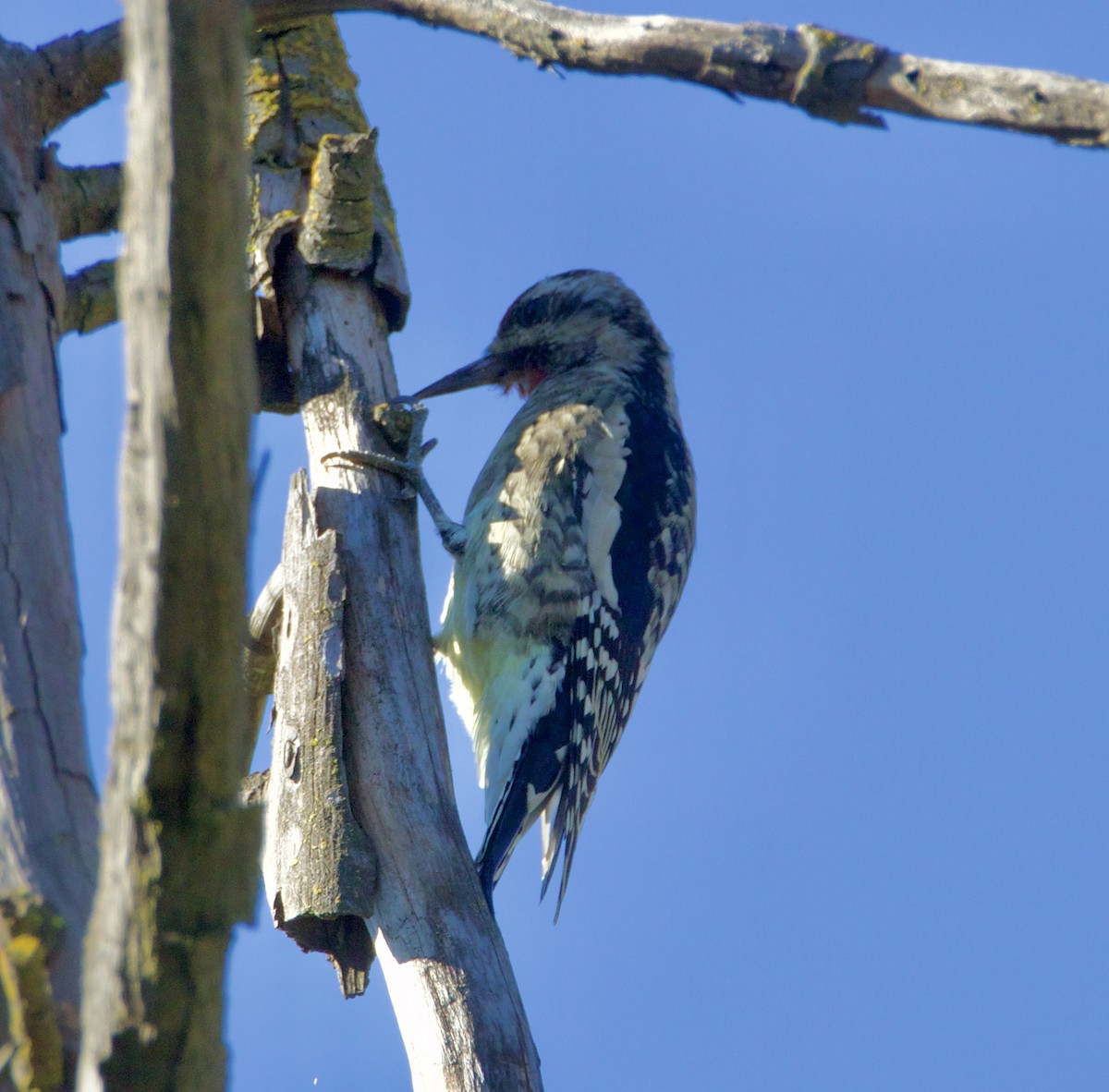 Pic maculé - ML644332772