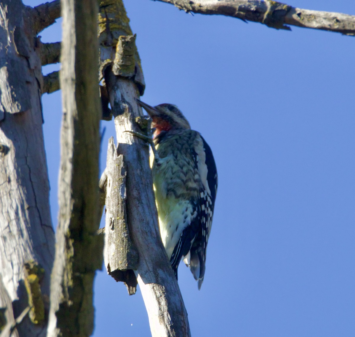 Pic maculé - ML644332773