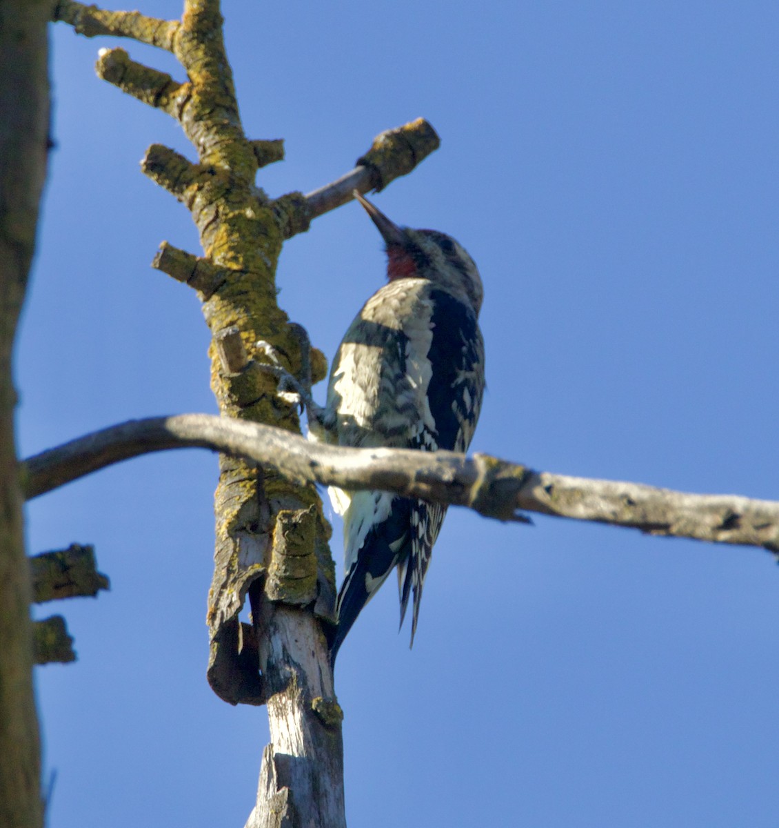 Pic maculé - ML644332774