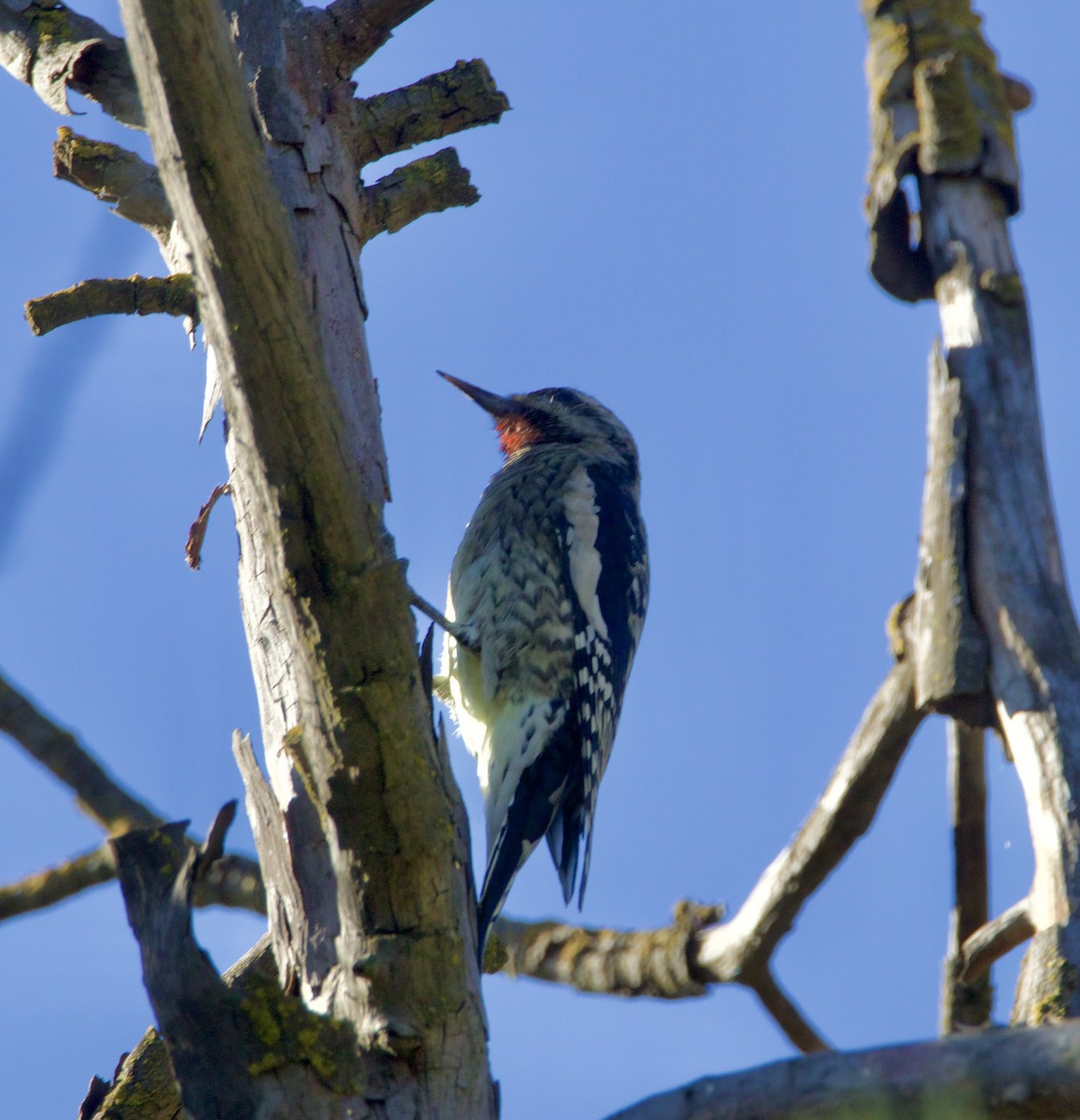 Pic maculé - ML644332775