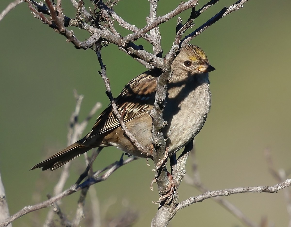 Golden-crowned Sparrow - ML644332776