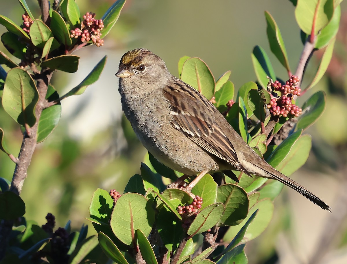 Golden-crowned Sparrow - ML644332777