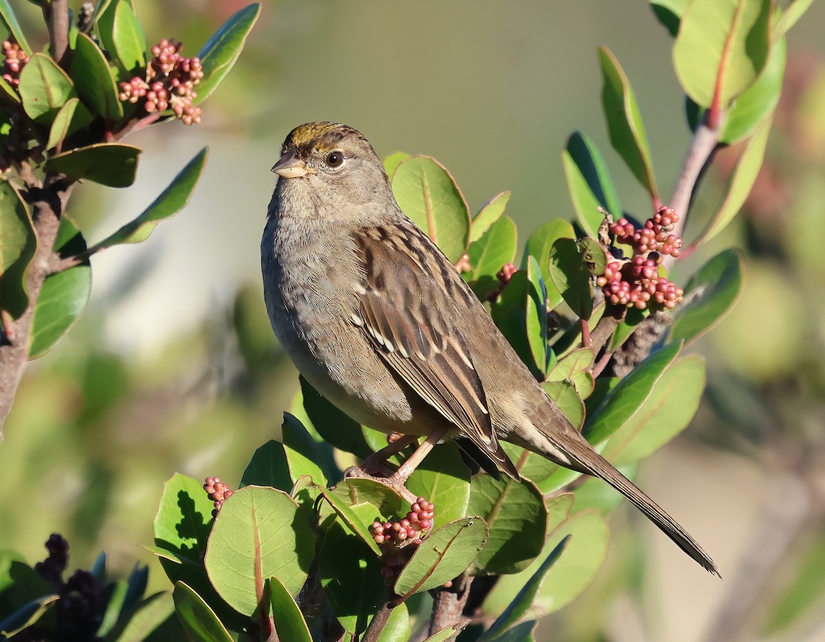 Golden-crowned Sparrow - ML644332778