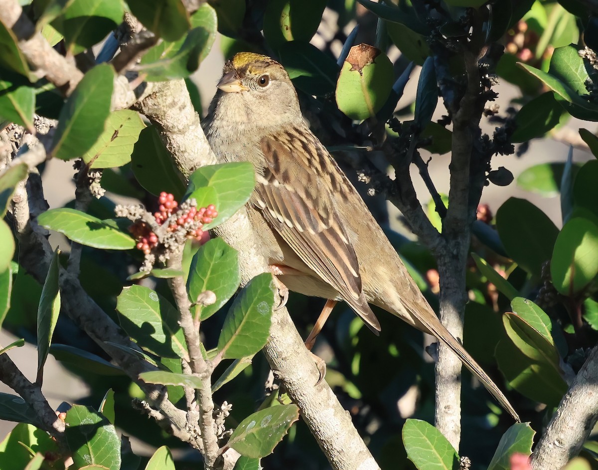Golden-crowned Sparrow - ML644332779