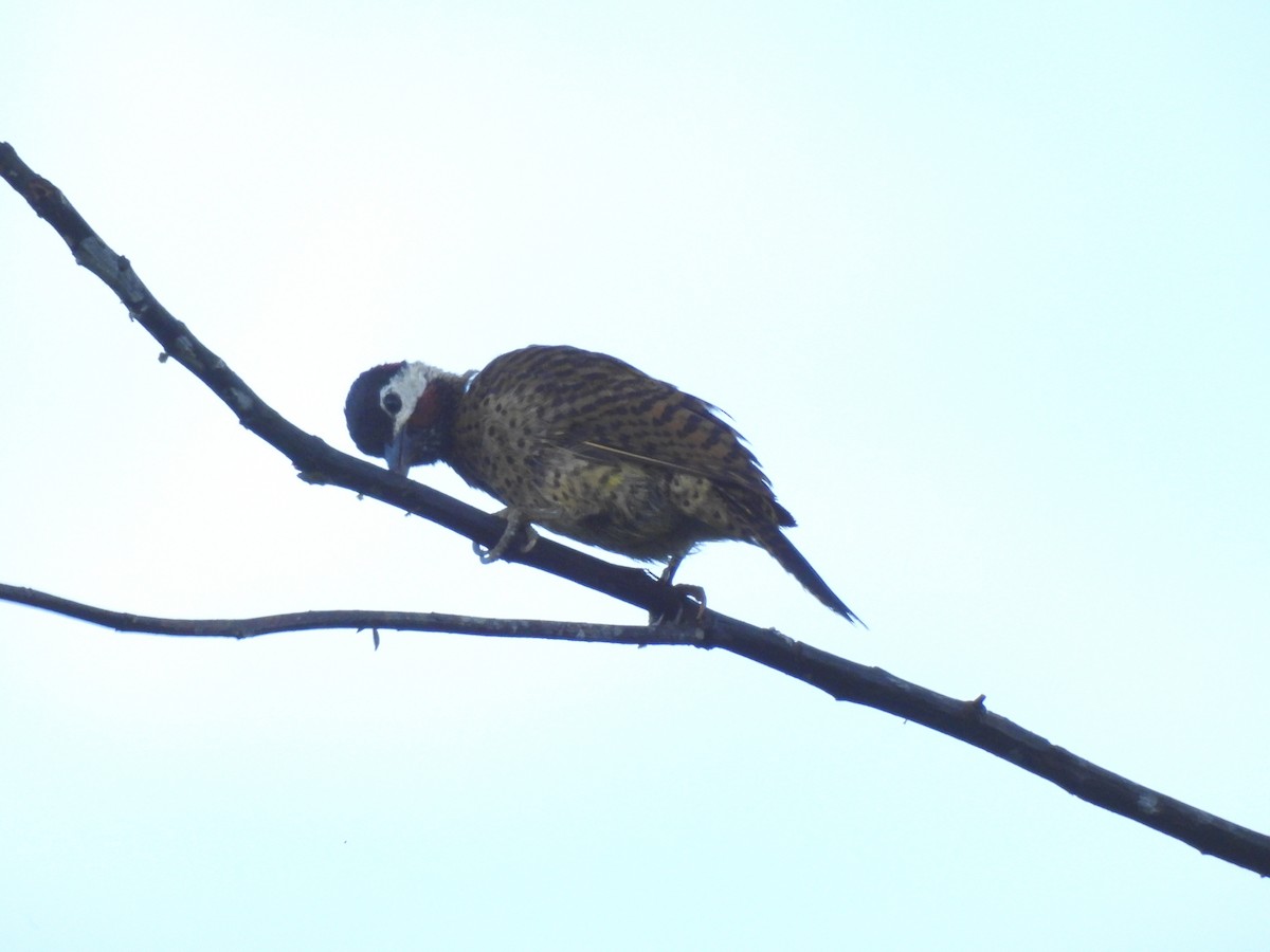 Spot-breasted Woodpecker - ML644332787
