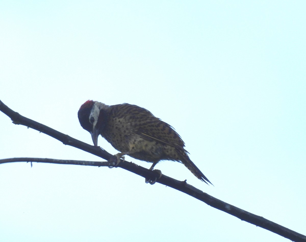 Spot-breasted Woodpecker - ML644332788