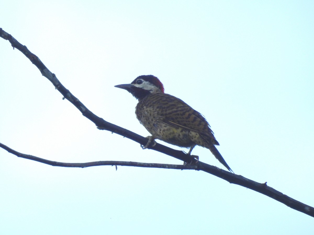 Spot-breasted Woodpecker - ML644332789