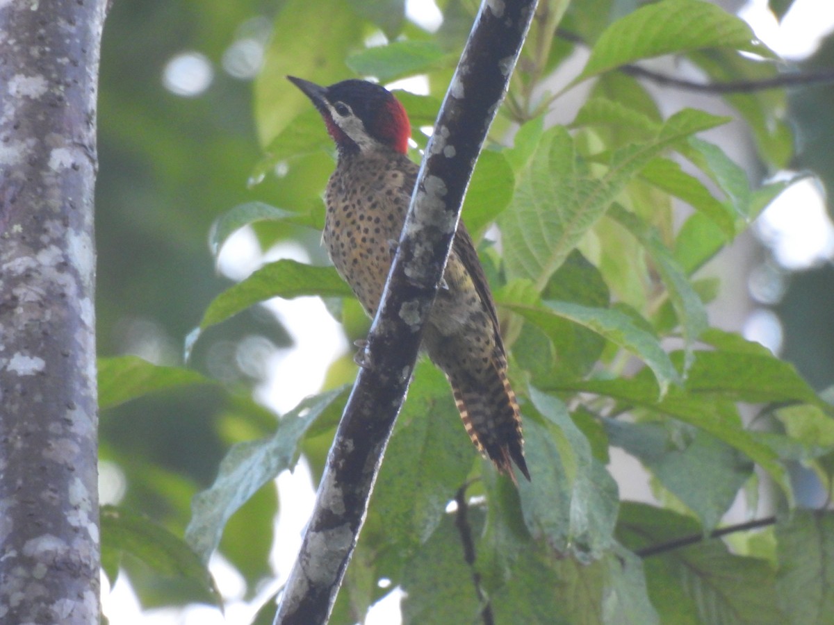 Spot-breasted Woodpecker - ML644332791