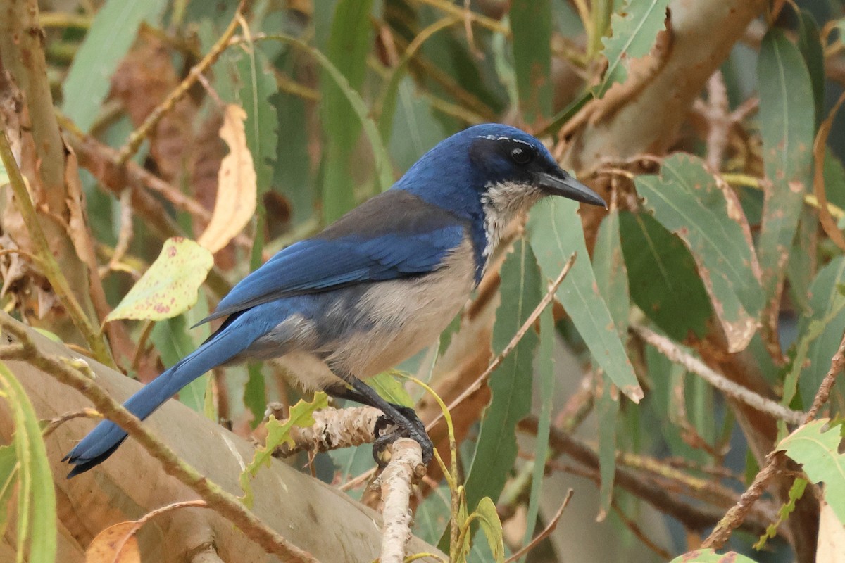 Island Scrub-Jay - ML644332798