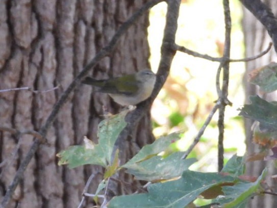 Tennessee Warbler - ML644332804