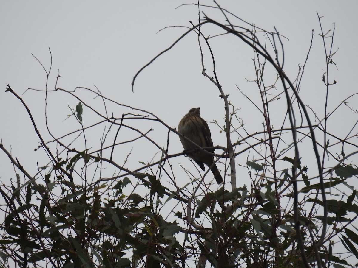 Rose-breasted Grosbeak - ML644332807