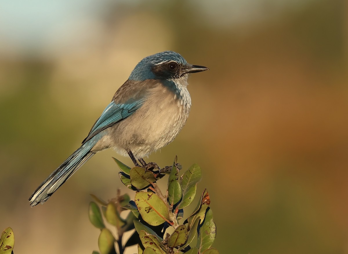California Scrub-Jay - ML644332816