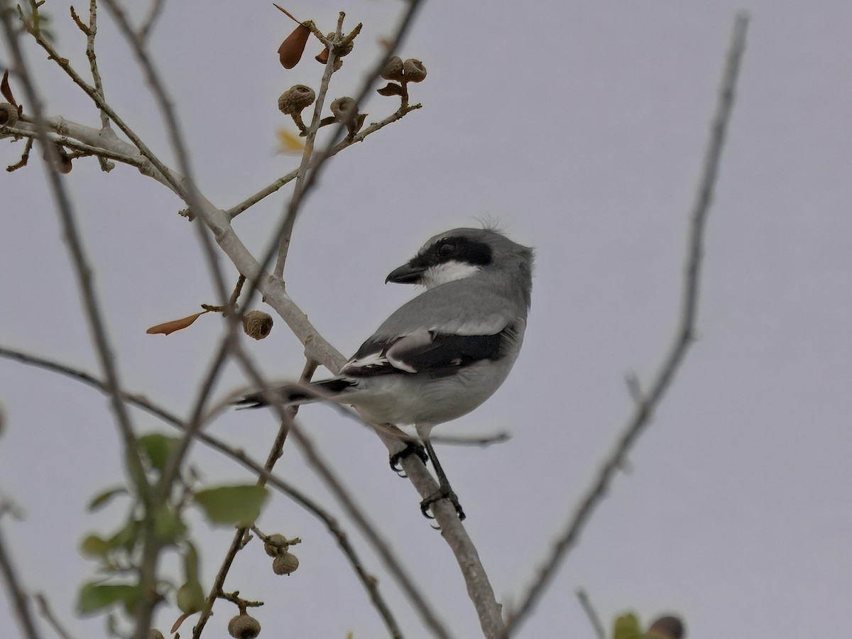 Loggerhead Shrike - ML644332828
