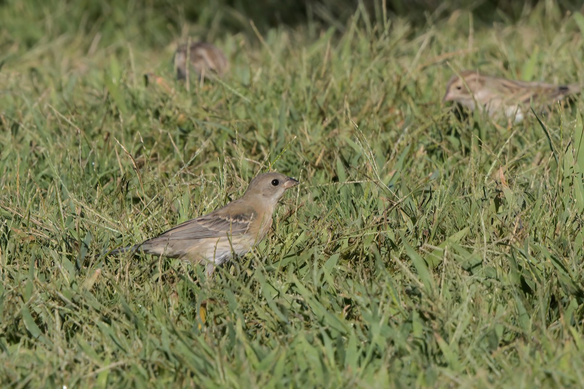 Lazuli Bunting - ML644332830