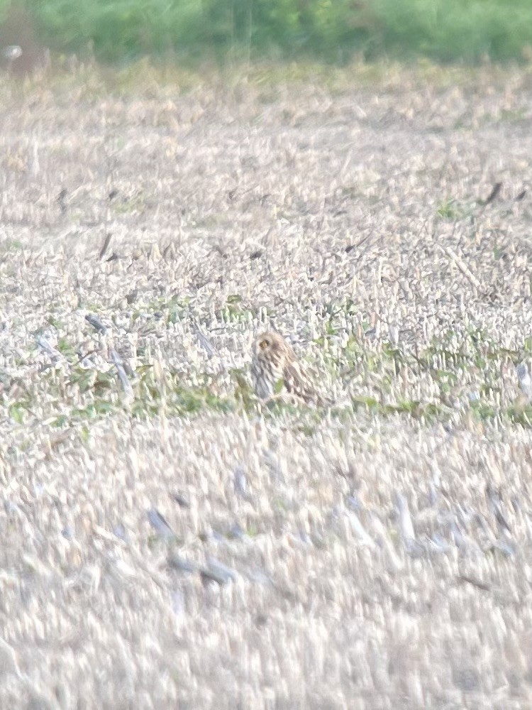 Zingira-hontza - ML644332839