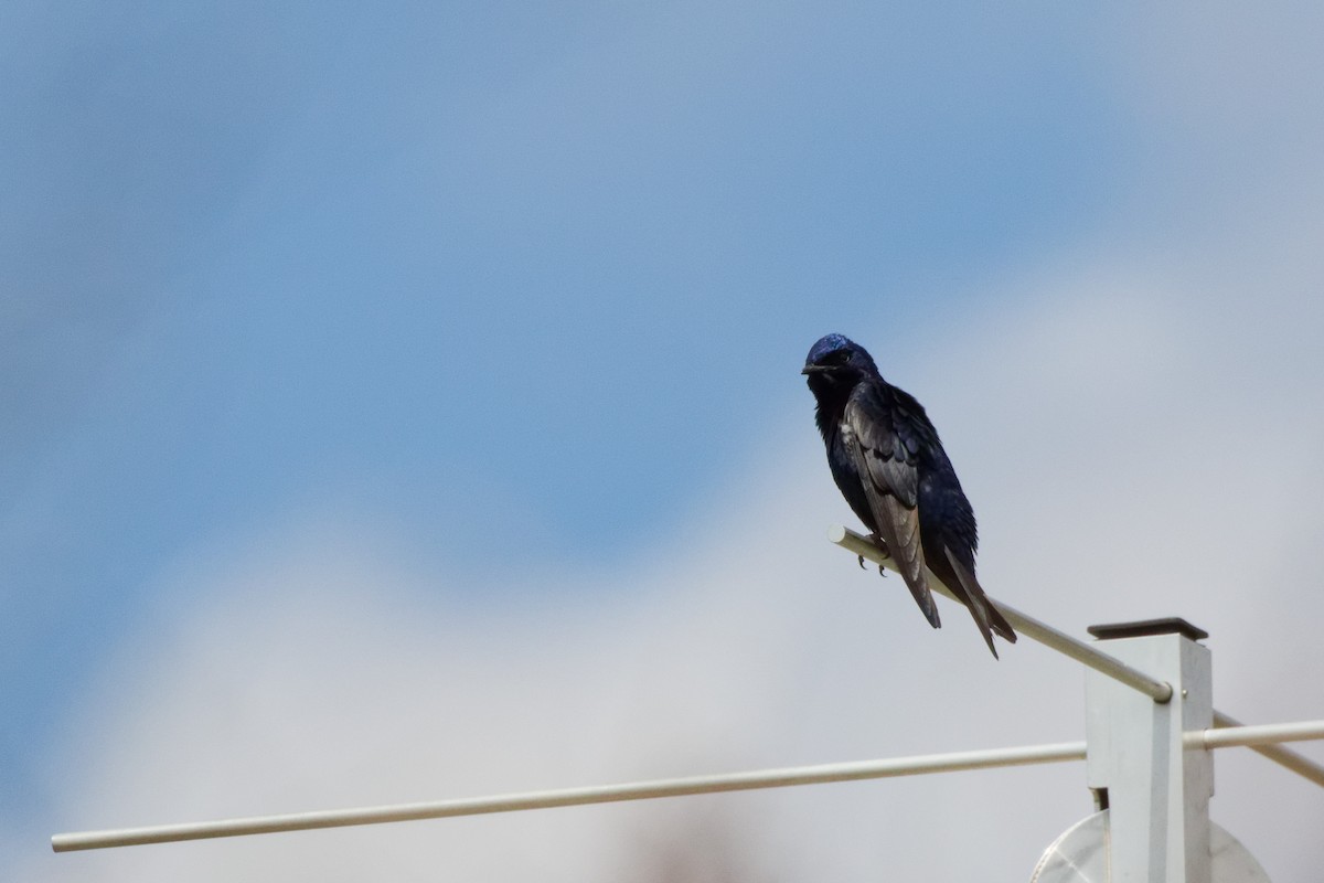 Purple Martin - ML644332873