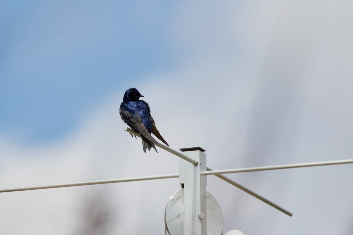 Purple Martin - ML644332874