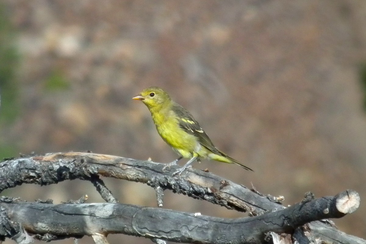 Western Tanager - ML644332887
