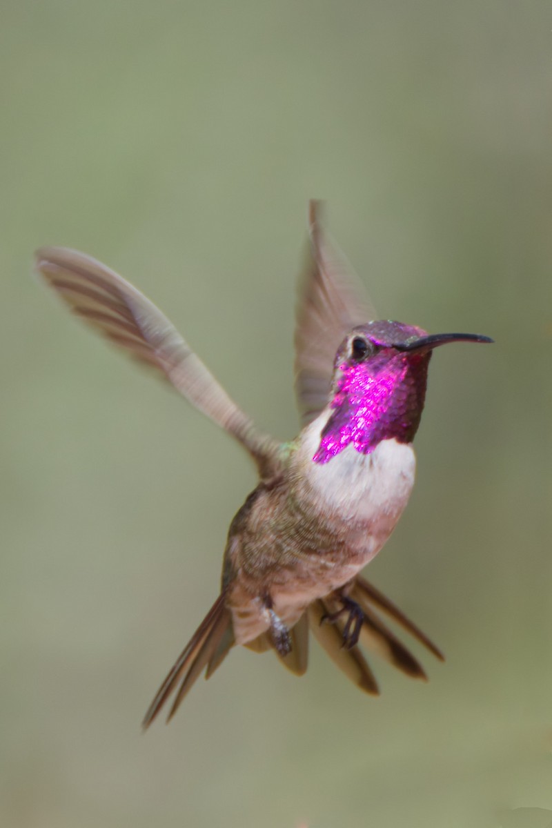 Colibri lucifer - ML644332891