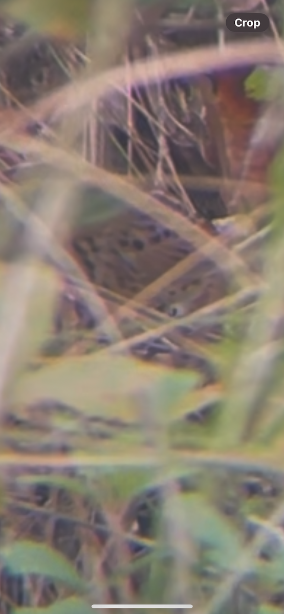 Henslow's Sparrow - ML644332893