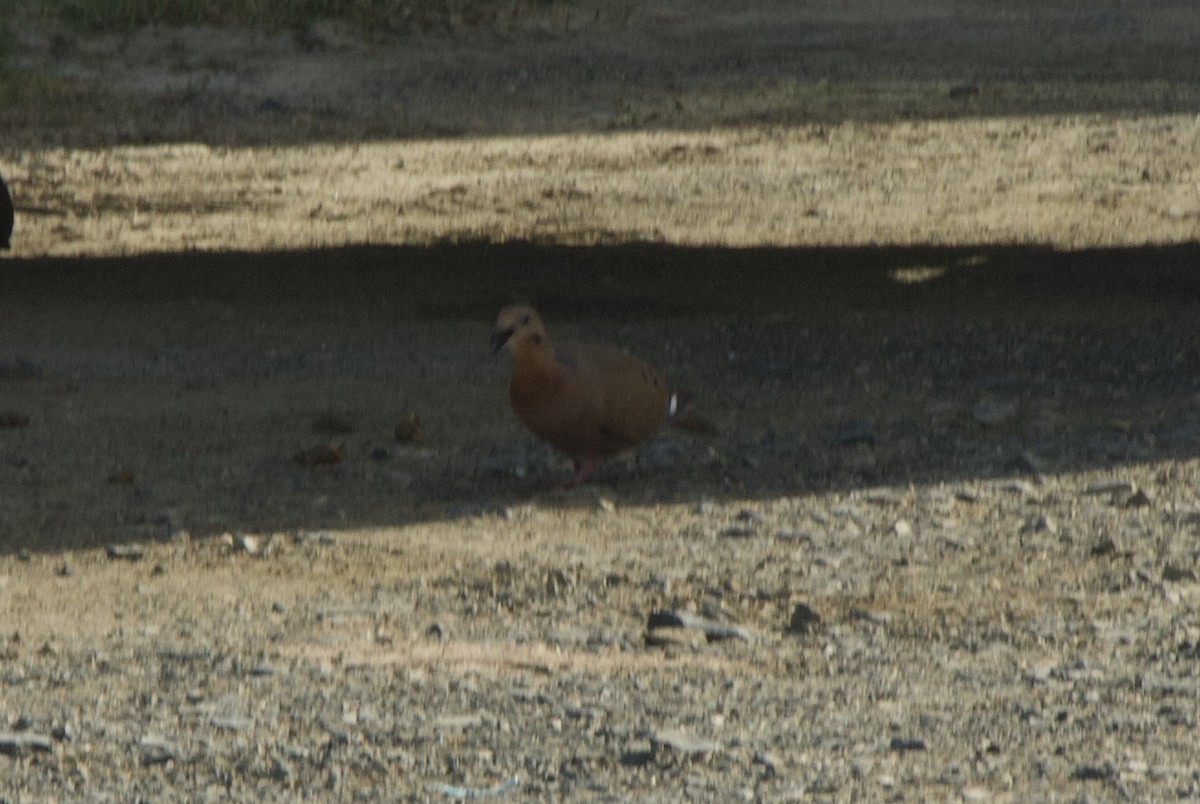 Zenaida Dove - ML644332899