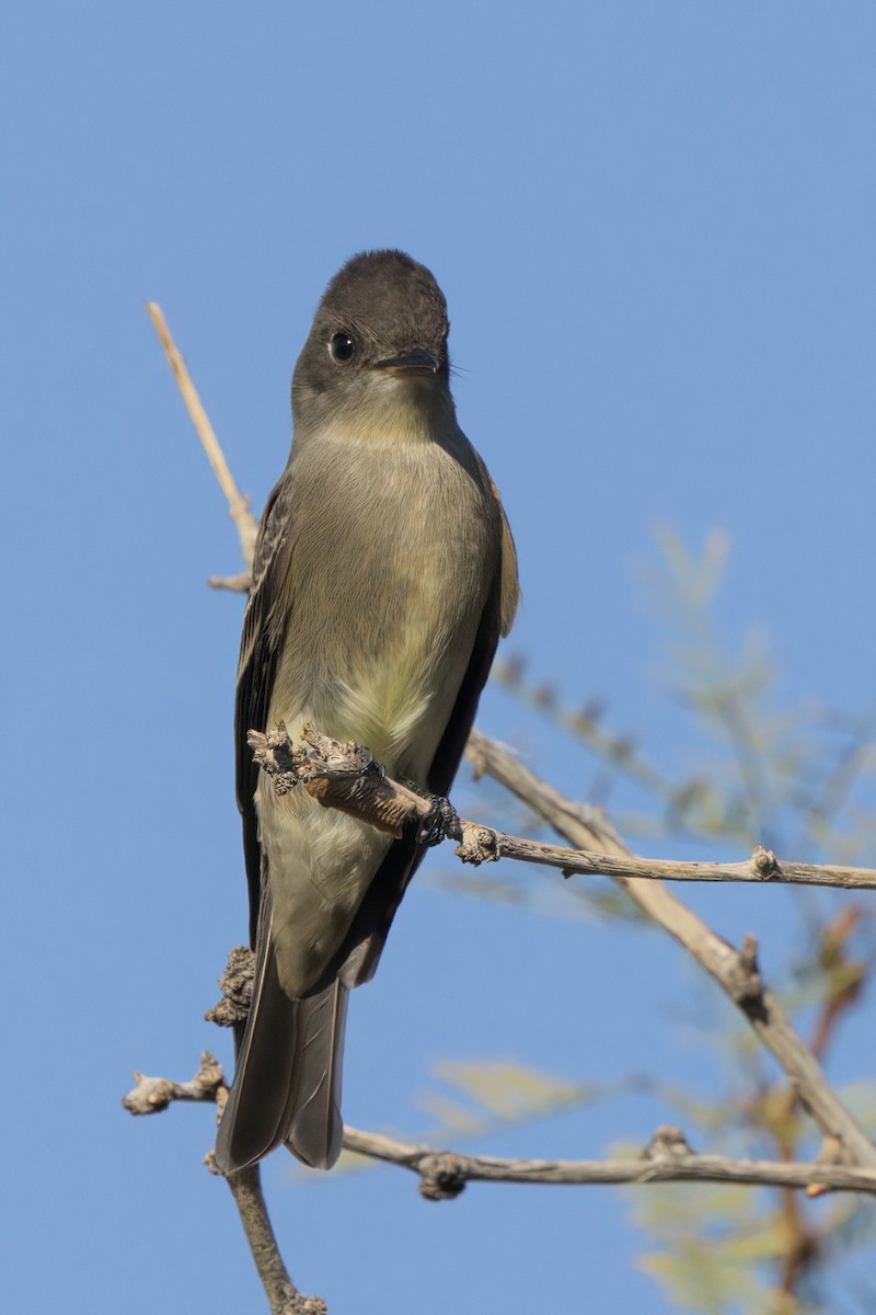 Western Wood-Pewee - ML644332904