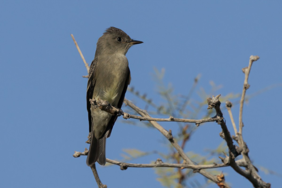 Western Wood-Pewee - ML644332905