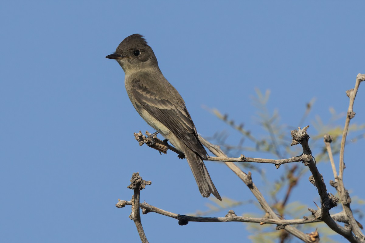 Western Wood-Pewee - ML644332906