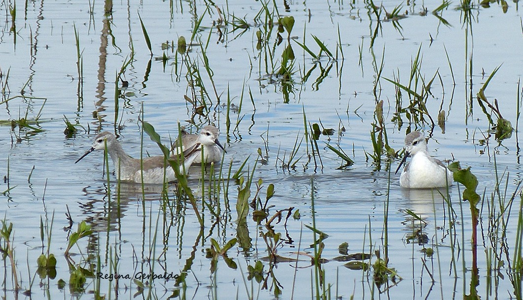 lyskonoh dlouhozobý - ML644332913