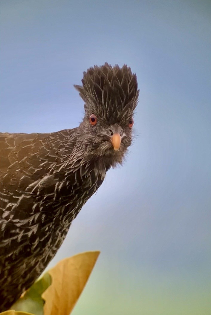 andeshokko - ML644332916