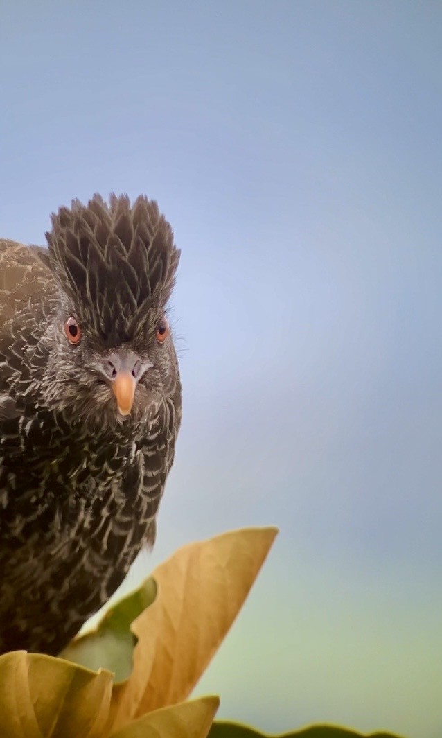 andeshokko - ML644332917