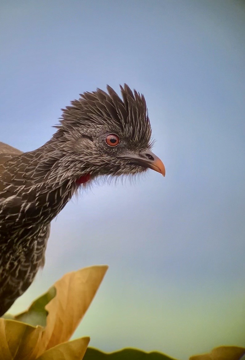 andeshokko - ML644332918