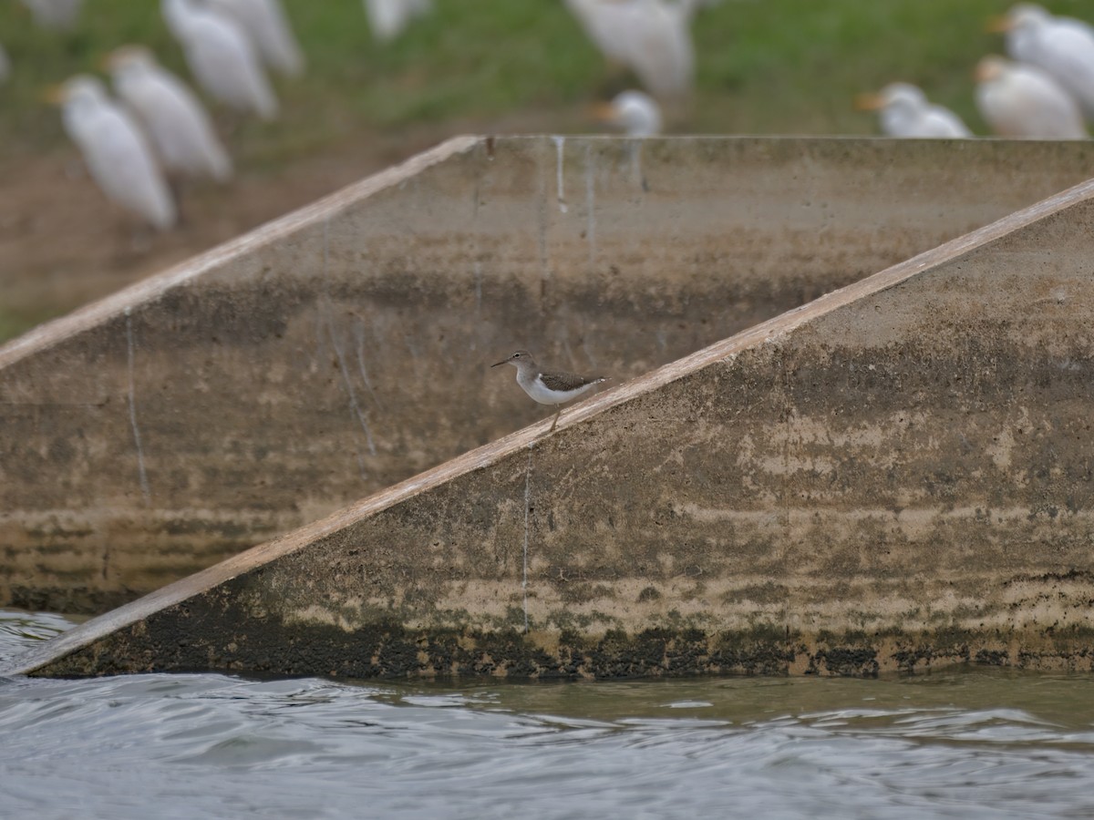 アメリカイソシギ - ML644332961