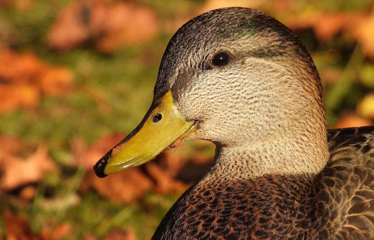 Mallard x American Black Duck (hybrid) - ML644332965
