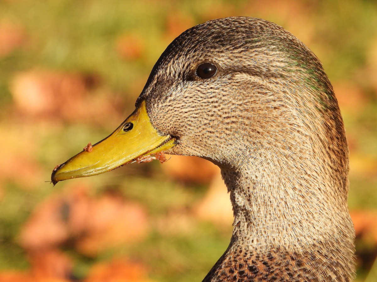 Mallard x American Black Duck (hybrid) - ML644332967