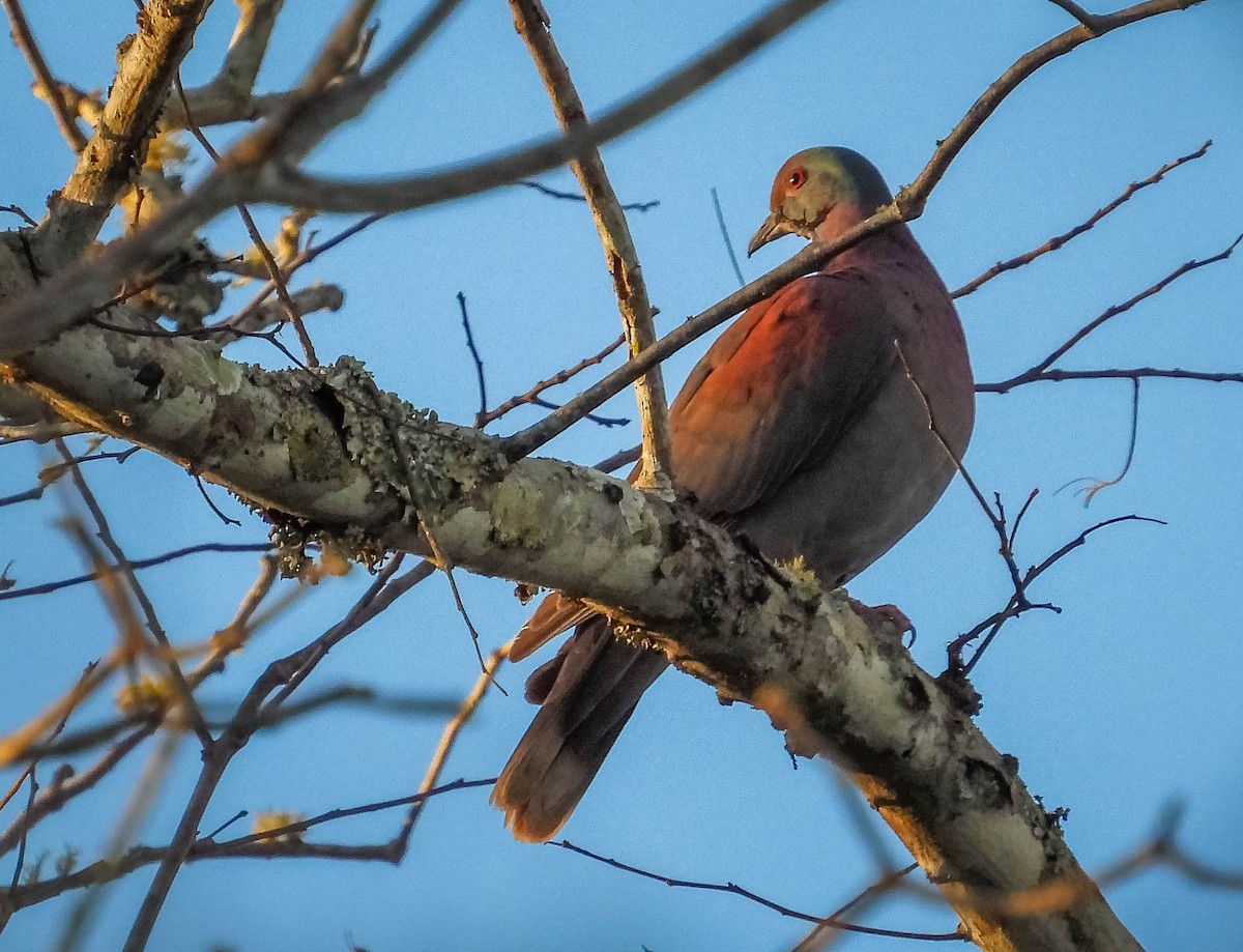 Pale-vented Pigeon - ML644332968