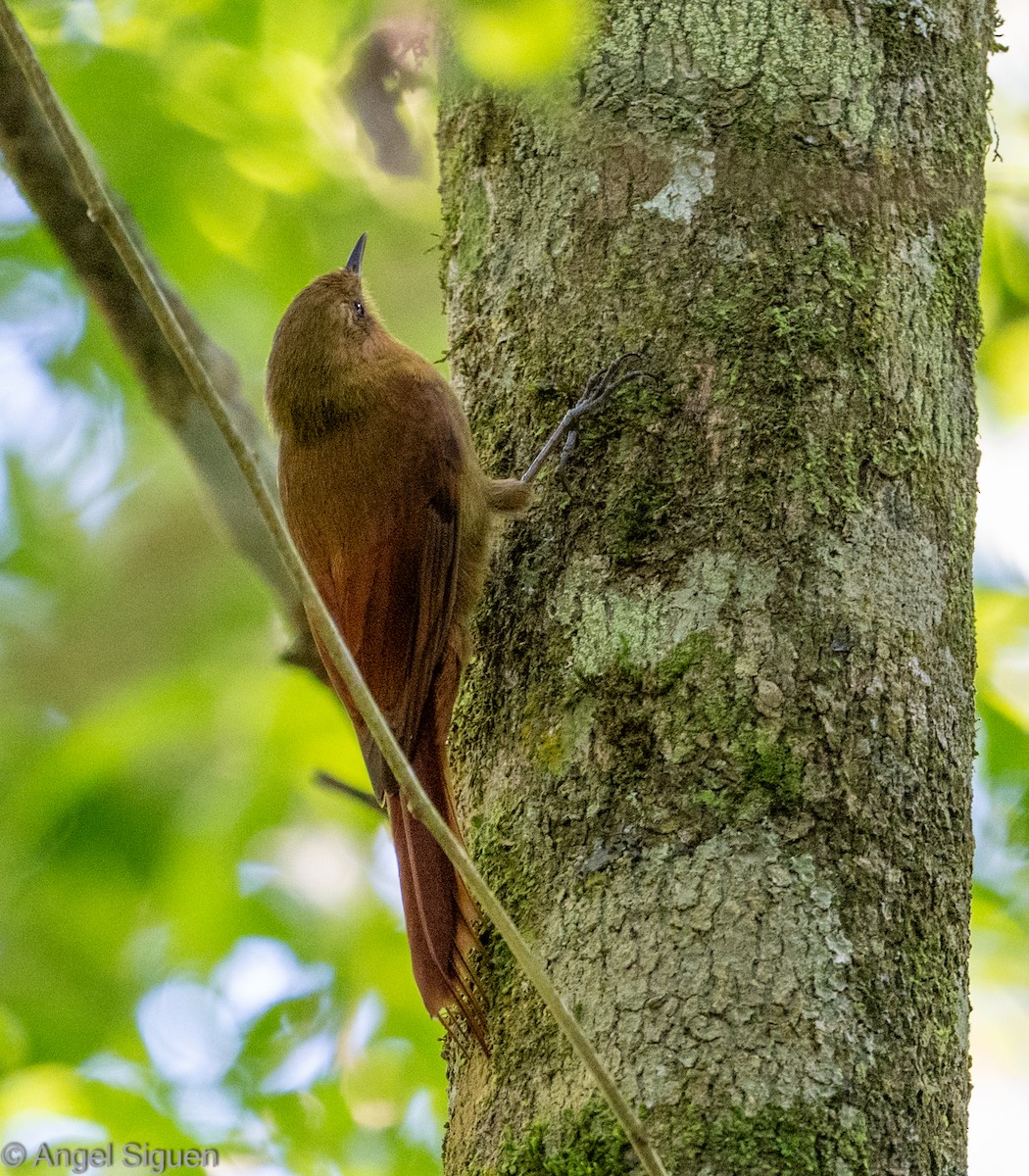 Olivaceous Woodcreeper - ML644332970