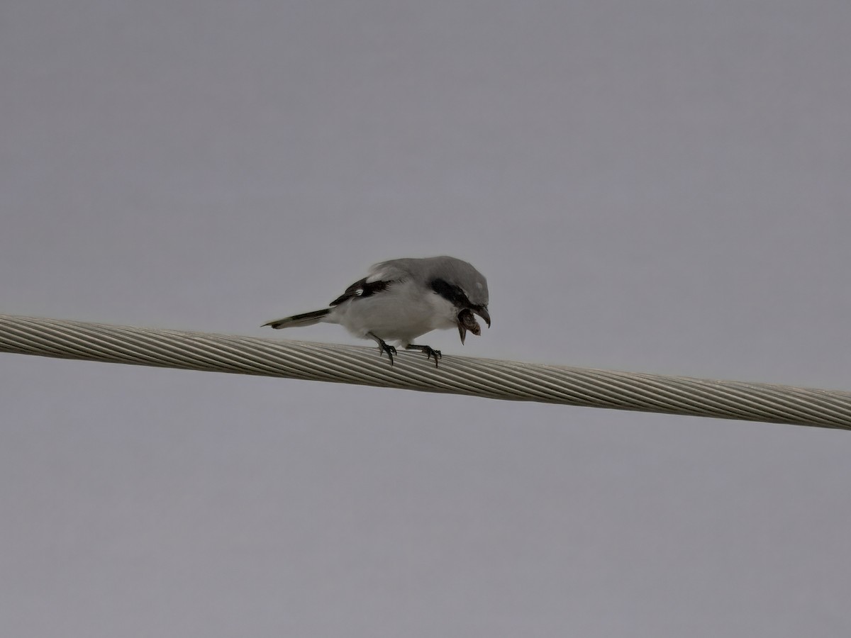 Loggerhead Shrike - ML644332972