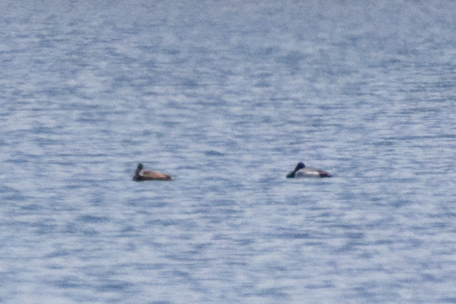 Lesser Scaup - ML644332973