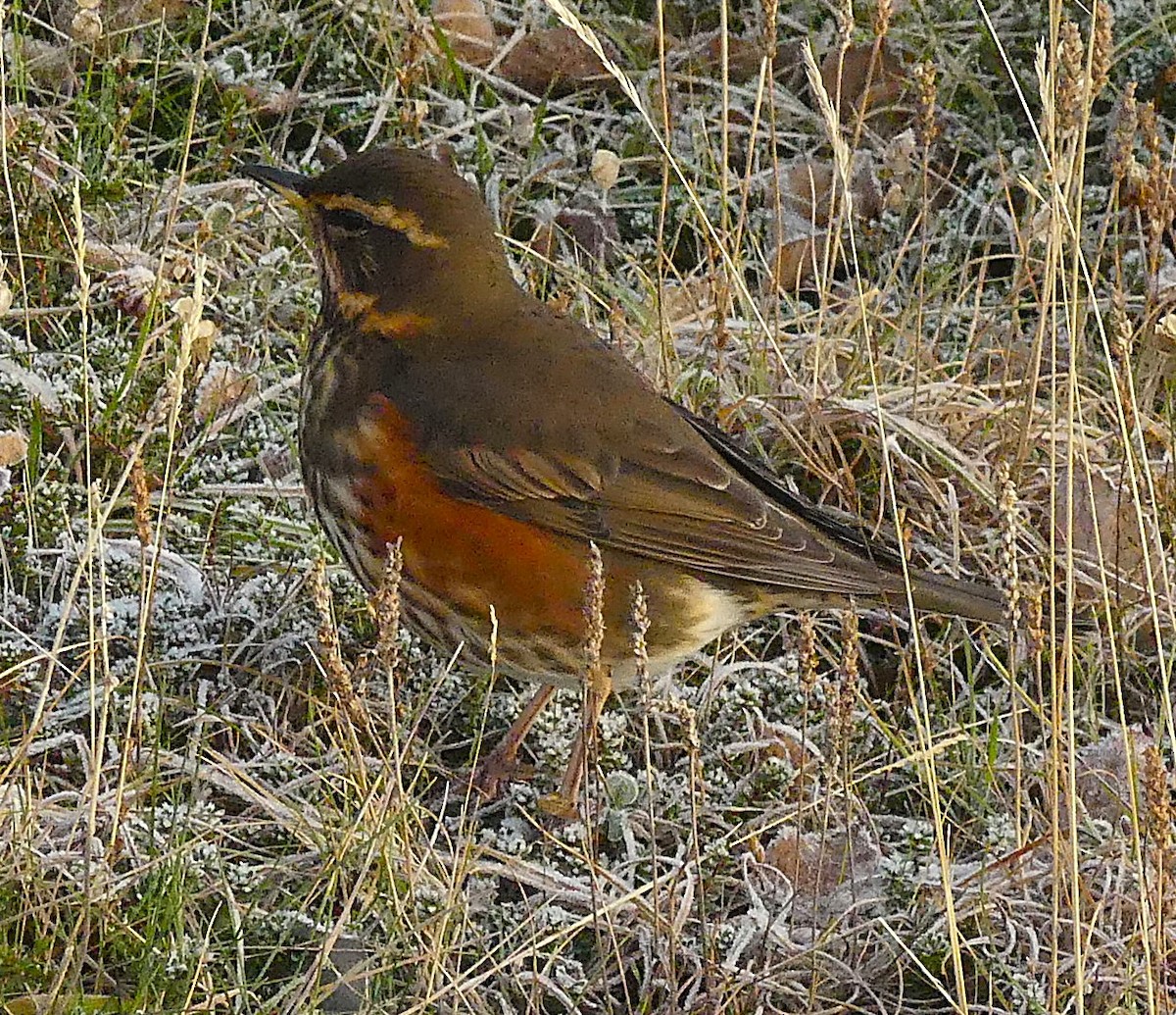 Redwing (Icelandic) - ML644332981